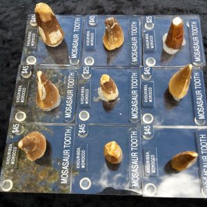 WHOLESALE CLEARANCE MOSASAUR TOOTH